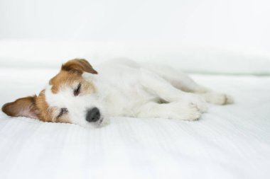 Jack Russell köpek uyku ve beyaz yatakta rahatlatıcı