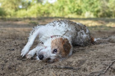Kirli Jack Russell köpek çamurlu su içinde