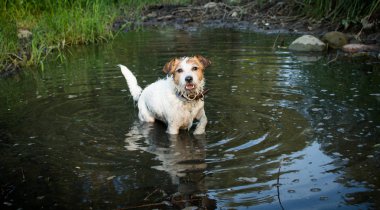 Pis iğrenç bir çamur birikintisi içinde oynayan köpek