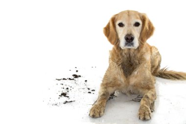 Kirli Golden Retriever ve köpeğin, beyaz arka planı izole oyunda bir çamur birikintisi. Stüdyo kopya alanı ile Shoy.
