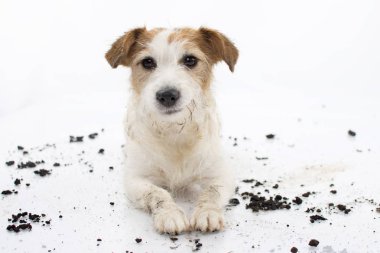 Kirli Jack Russell köpek sonra oyun bir çamur içinde seyyar satıcılık yapmak mutlu ifade ile izole üzerinde beyaz arka plan.