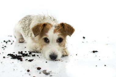 Kirli Jack Russell köpek oyun bir çamur birikintisi sonra izole üzerinde beyaz zemin katta uzanarak. Stüdyo çekim. Kopya alanı.