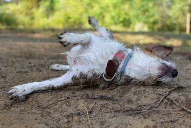 Kirli Jack Russelll köpek yaşamak çamur