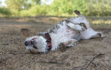 Kirli Jack Russell köpek yaşamak bir çamurlu su içinde