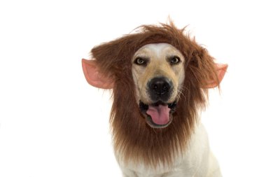 Köpek Cadılar Bayramı beyaz arka planı izole Elf kostümü