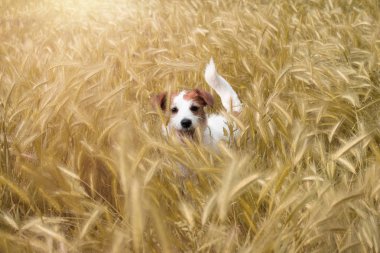 Köpek buğday Fild içinde sakla. Jack Russell Terrier zevk bir gün batımı O güneşin doğuşu