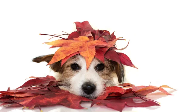 Ładny Pies Jack Russell Leżącej Grając Czerwonej Kolorowe Jesienne Liście — Zdjęcie stockowe