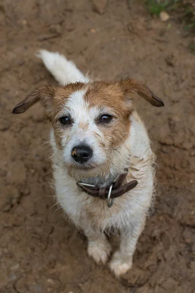 Cute Jack Russell Dog Jugando Pudle Mud Alta Vista Del — Foto de Stock