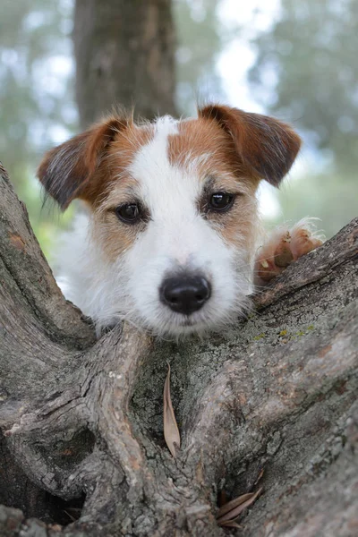 귀여운 강아지 Atree 모금입니다 선택적 초상화입니다 자연의 — 스톡 사진