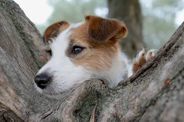 스러운 강아지 Bokeh 초상화를 나무에 — 스톡 사진