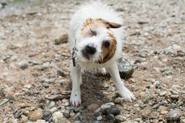 Cute Jack Russell Dog Shaking Water Rever Beach — стоковое фото