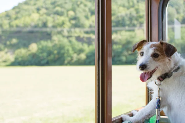 CUTE JACK RUSSELL DOG TRAVELING BY TRAIN, DEFOCUSED LANDSCAPE LIKE BACKGROUND.