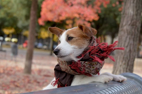 Cute Jack Russell Dog Waring Handkerchief Autumn — стоковое фото