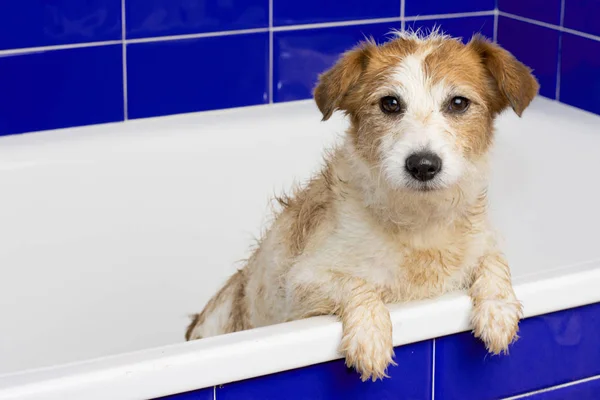 Cute Jack Russell Perro Tomando Baño Con Sus Pagos Pendiendo — Foto de Stock