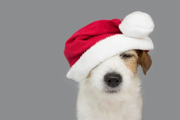 Ładny Pies Jack Russell Kapeluszu Czerwonym Boże Narodzenie Białym Tle — Zdjęcie stockowe