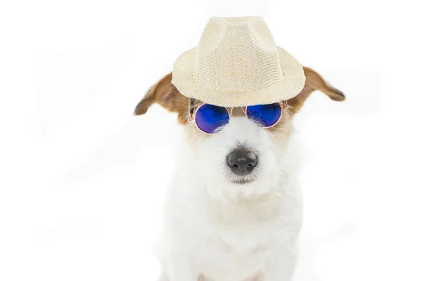 Ładny Pies Jack Russell Sobie Letni Kapelusz Okulary Blue Mirror — Zdjęcie stockowe