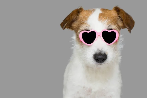 Cute Jack Russell Dog Wearing Pink Eye Sunglasses Heart Shape — Stock Photo, Image