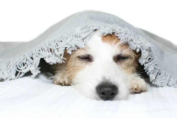 Niedlichen Kranken Jack Russell Hund Schlafen Oder Ruhen Auf Dem — Stockfoto