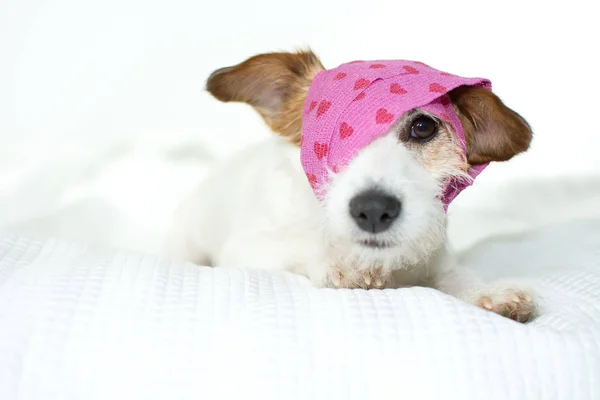 Cute Sick Jack Russell Perro Con Una Pink Heart Bandage — Foto de Stock