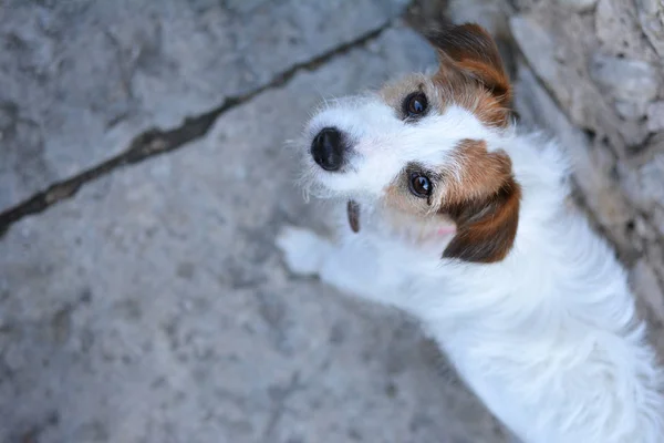 Retrato Lindo Jack Russell Terrier Cachorro Andando Sobre Fundo Pedra — Fotografia de Stock