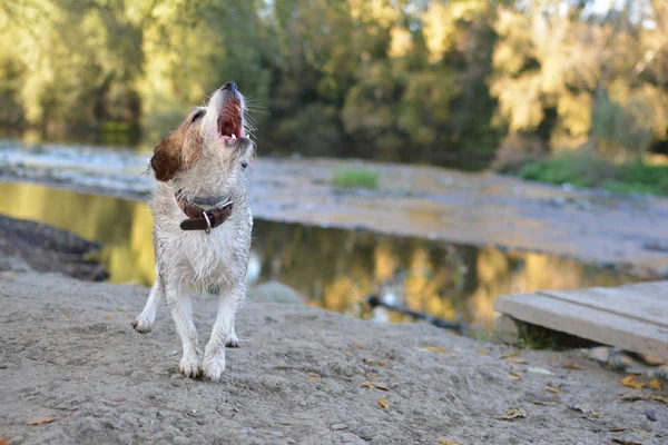 Sale Humide Chien Jack Russell Amusant Dans Une Rivière — Photo