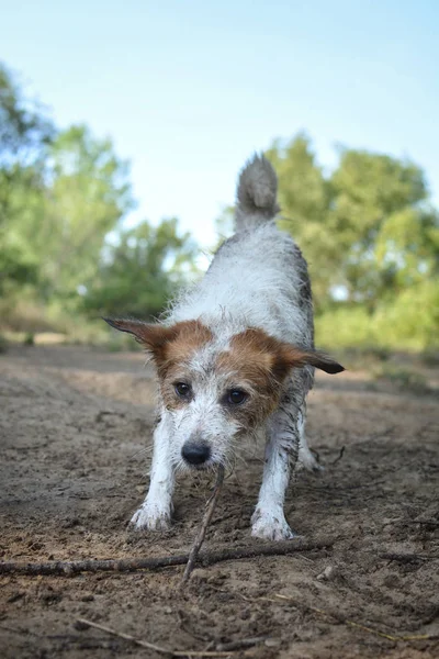 Perro Sucio Jack Russell Jugando Mud Pudlle — Foto de Stock