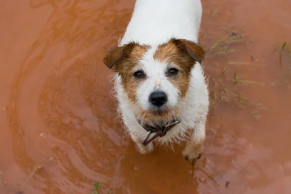 Perro Sucio Mojado Jack Russell Caminando Charco Arcilla Buscando Cámara — Foto de Stock