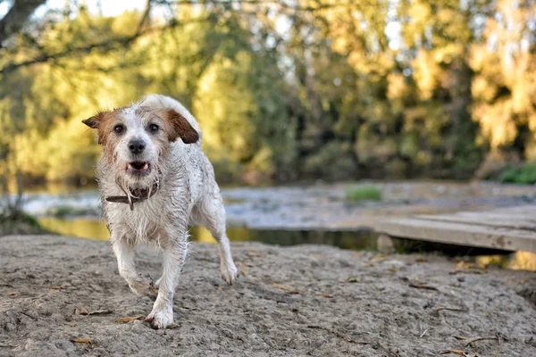 Perro Sucio Que Divierte Río Naturaleza Amarillenta Verde Fondo — Foto de Stock