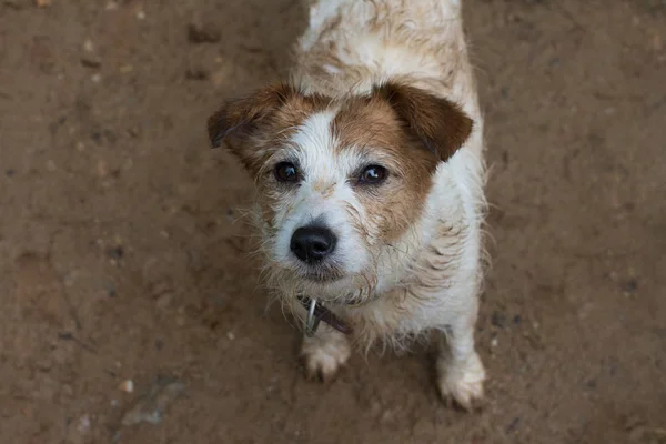 Sucio Retrato Perro Cute Jack Russell Después Jugar Una Mud — Foto de Stock