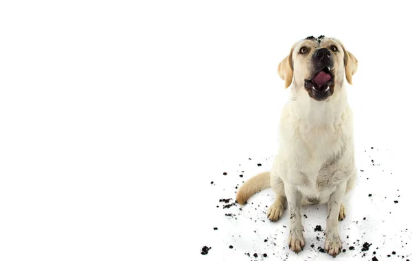 Dirty Dog Legrační Blátivé Labradorský Retrívr Udělal Obličej Play Ina — Stock fotografie