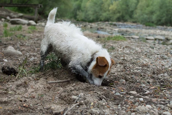 DIRTY JACK RUSSELL DOG DIGGING A HOLD IN SAND
