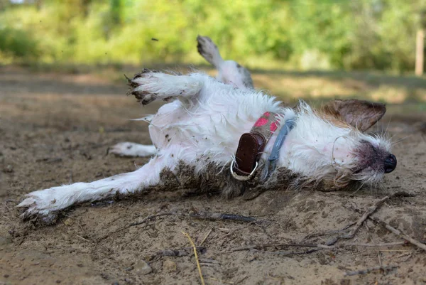 Sales Jack Russelll Chien Vautrer Dans Boue — Photo