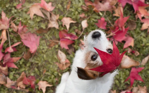 Dégage Autopsie Portrait Adorable Terrier Jack Russell Avec Une Feuille — Photo