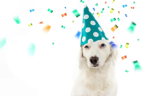 DOG BIRTHDAY, CARNIVAL OR NEW YEAR PARTY. BEAUTIFUL PUPPY CELEBRATING WITH WEARING A GREEN POLKA DOT HAT. ISOLATED AGAINST WHITE BACKGROUND WITH COPY SPACE AND CONFETTI FOLLING DOWN.