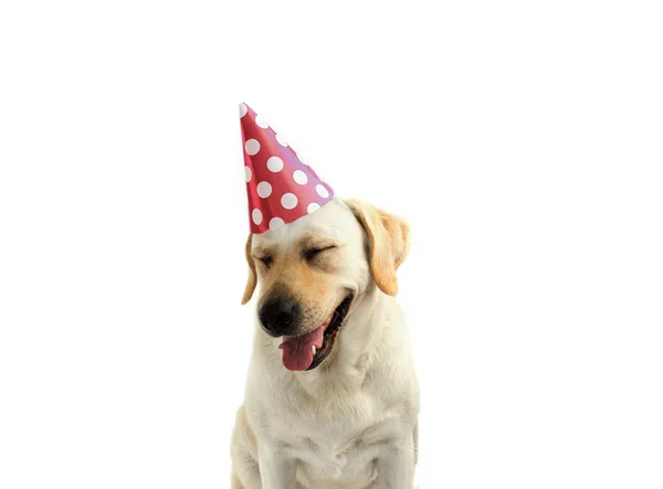 ตลกและม ความส Dog Celebrating Birthday ใหม วยส ยวและส ขาว Polka — ภาพถ่ายสต็อก