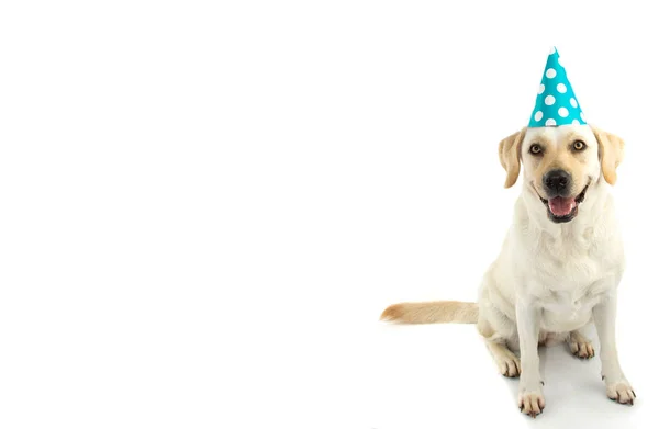 Dog Birthday อปาร ใหม และความร Labrador Puppy Wearing หมวกส าเง — ภาพถ่ายสต็อก