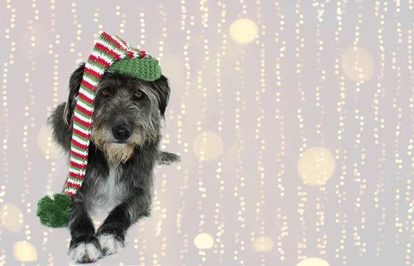 Pies Święta Santa Claus Kapelusz Leżącej Przed Rozmytym Christmas Lights — Zdjęcie stockowe