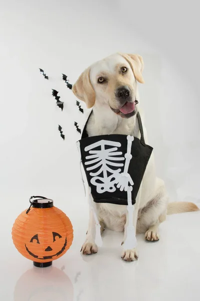 Pies Obchodzi Halloween Pomarańczowy Pumpin Torbę Czaszki Cukierki Nietoperze Rozmyte — Zdjęcie stockowe