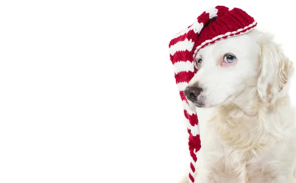 Hond Kerst Schattige Puppy Viert Vakantie Het Dragen Van Een — Stockfoto