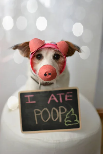 Perro Vestido Como Cerdo Después Comer Poop — Foto de Stock