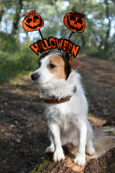 Kapelusz Tekst Halloween Pies Lesie — Zdjęcie stockowe