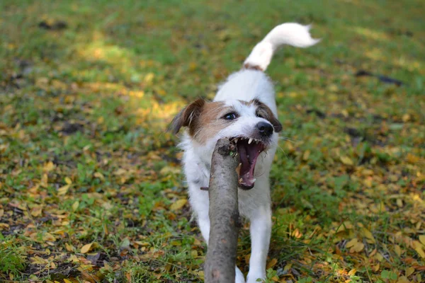 Perro Jack Russell Chewing Stick Natural Autumn Leaves Antecedentes — Foto de Stock