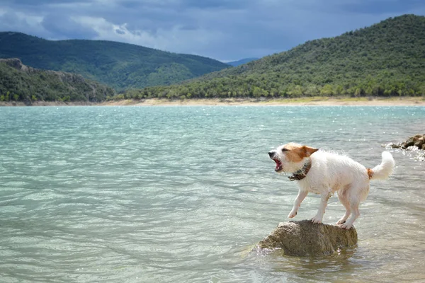 DOG JACK RUSSELL STAND IN A LANSCAPE