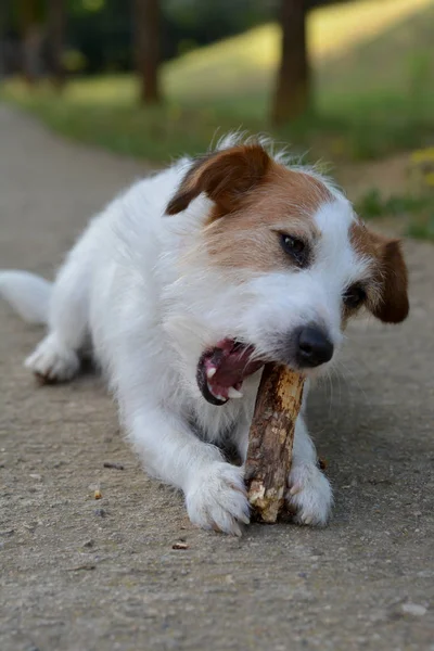 JACK RUSSELL DOG CHEWING ON A BRANCH STICK LYING ON THE FLOOR AND NATURAL GREEN BACKGROUND