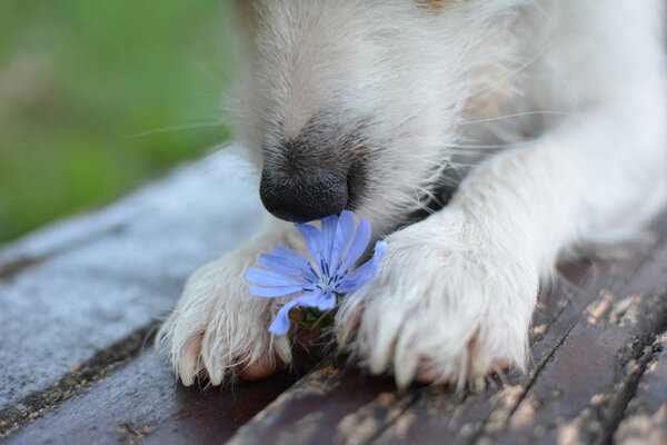 DOG JACK RUSSELL TERRIER HOLDING IN THE PAWS A VIOLET FLOWER, PARK BENCH BACKGROUND