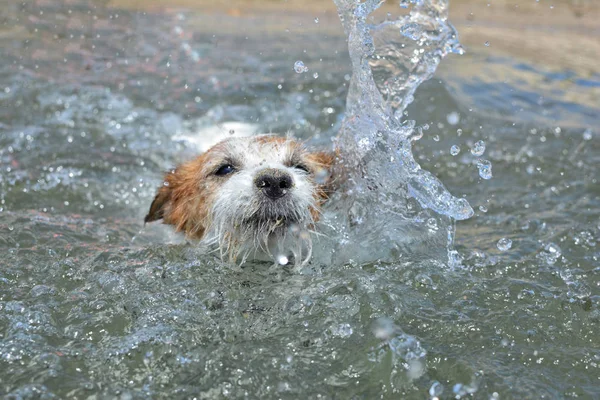 Perro Jack Russell Pasando Bueno Nada Lago Verano — Foto de Stock