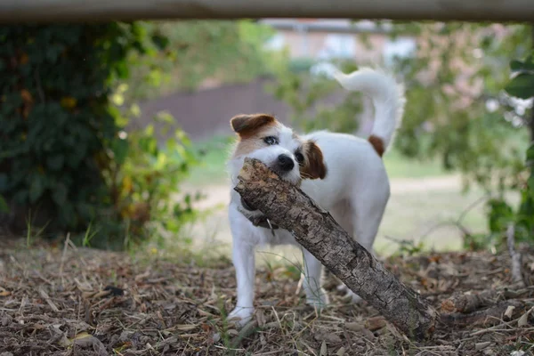 Perro Jack Russell Terrier Cargando Gran Pato Jardín Bosque — Foto de Stock