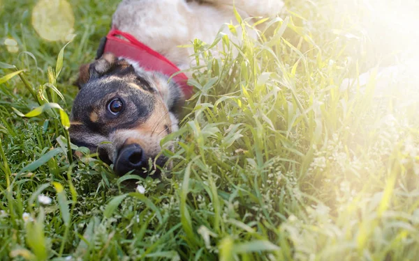 Собака Лежит Траве Солнцем Солнечным Светом — стоковое фото