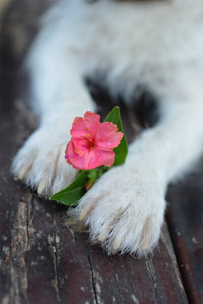 DOG'S PAWS HOLDING A PINK FLOWER IN SPRING