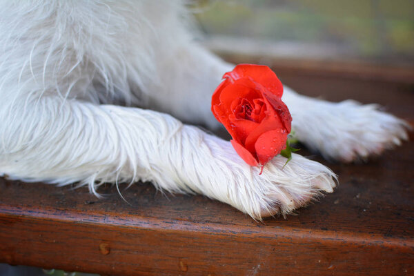 DOG PAWS HOLDING A RED ROSE ON A PARK BENCH
